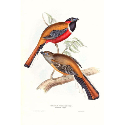 Tropical Trogons IV Black Modern Wood Framed Art Print with Double Matting by Gould, John