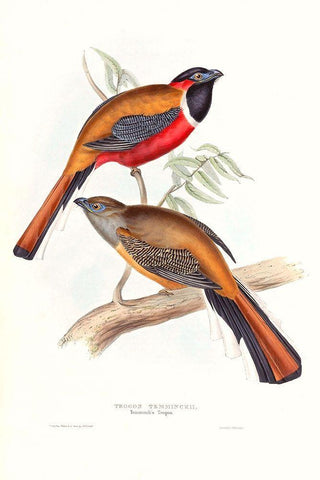 Tropical Trogons IV Black Ornate Wood Framed Art Print with Double Matting by Gould, John