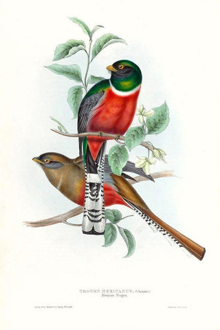 Tropical Trogons V White Modern Wood Framed Art Print with Double Matting by Gould, John