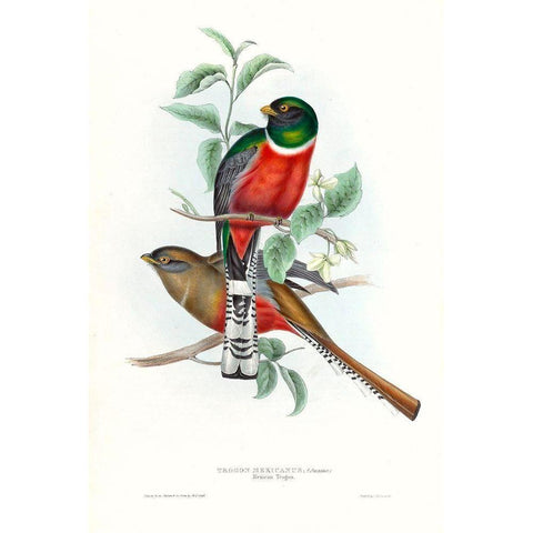 Tropical Trogons V Gold Ornate Wood Framed Art Print with Double Matting by Gould, John