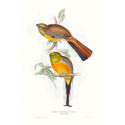 Tropical Trogons VI White Modern Wood Framed Art Print by Gould, John