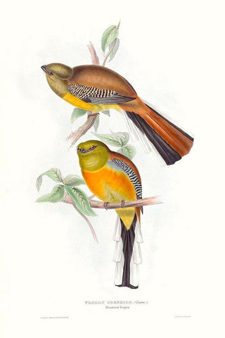 Tropical Trogons VI Black Ornate Wood Framed Art Print with Double Matting by Gould, John