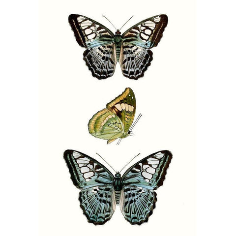 Butterfly Specimen I Gold Ornate Wood Framed Art Print with Double Matting by Vision Studio