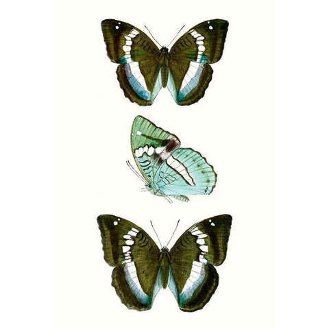 Butterfly Specimen II White Modern Wood Framed Art Print by Vision Studio