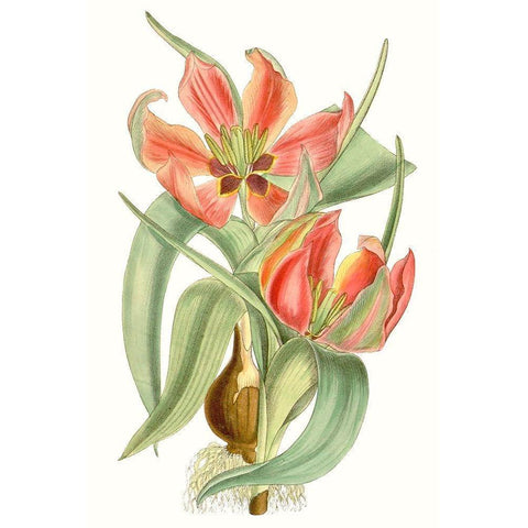 Curtis Tulips I Gold Ornate Wood Framed Art Print with Double Matting by Curtis