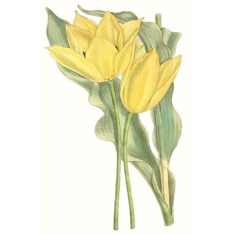 Curtis Tulips II White Modern Wood Framed Art Print by Curtis