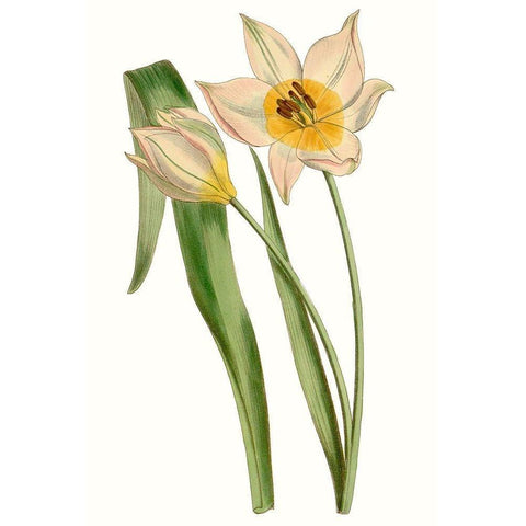 Curtis Tulips III Gold Ornate Wood Framed Art Print with Double Matting by Curtis