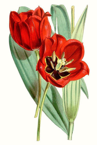 Curtis Tulips V Black Ornate Wood Framed Art Print with Double Matting by Curtis