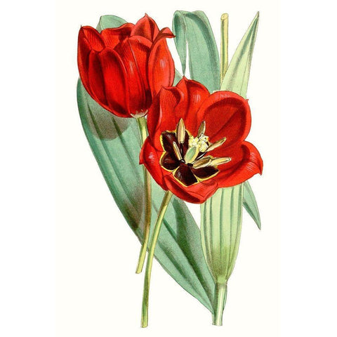 Curtis Tulips V Black Modern Wood Framed Art Print with Double Matting by Curtis