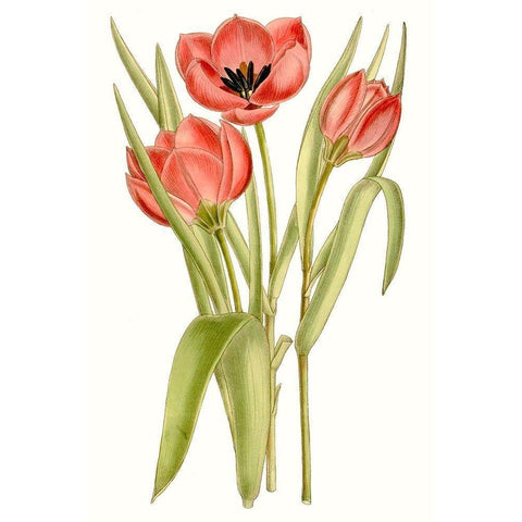 Curtis Tulips VII Black Modern Wood Framed Art Print with Double Matting by Curtis