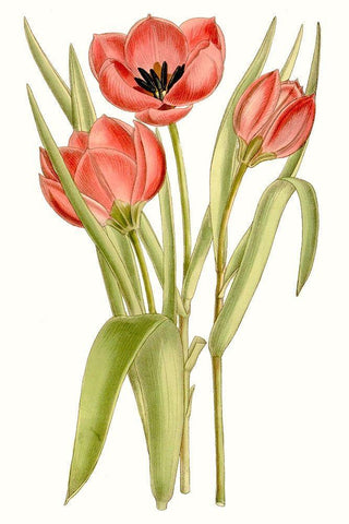 Curtis Tulips VII White Modern Wood Framed Art Print with Double Matting by Curtis