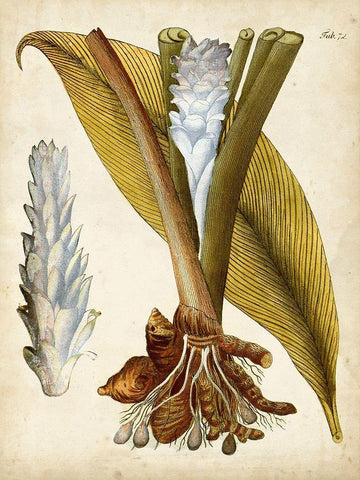 Horticultural Specimen I White Modern Wood Framed Art Print with Double Matting by Unknown