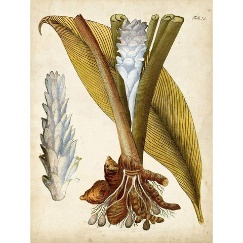 Horticultural Specimen I Gold Ornate Wood Framed Art Print with Double Matting by Unknown