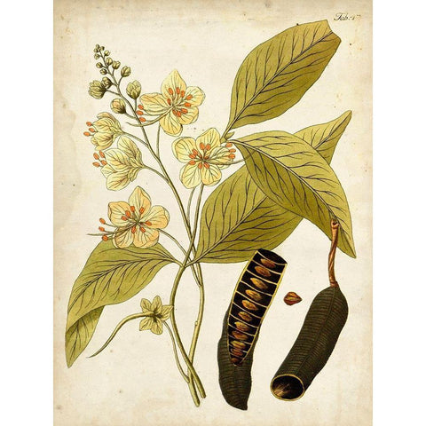 Horticultural Specimen II Gold Ornate Wood Framed Art Print with Double Matting by Unknown