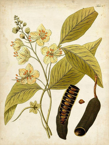Horticultural Specimen II White Modern Wood Framed Art Print with Double Matting by Unknown