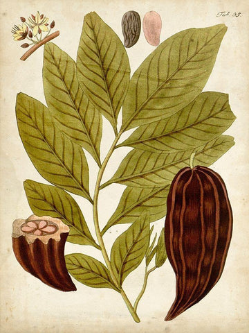 Horticultural Specimen III White Modern Wood Framed Art Print with Double Matting by Unknown