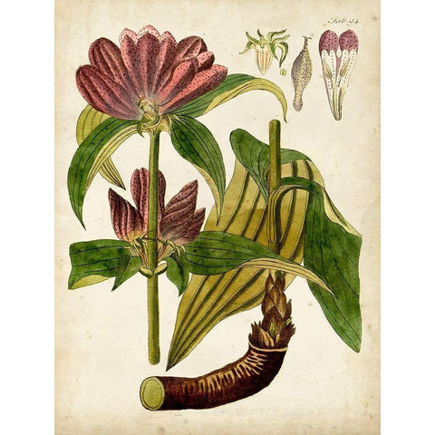 Horticultural Specimen IV Black Modern Wood Framed Art Print with Double Matting by Unknown