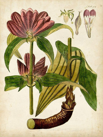 Horticultural Specimen IV Black Ornate Wood Framed Art Print with Double Matting by Unknown