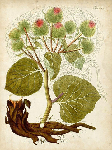 Horticultural Specimen V White Modern Wood Framed Art Print with Double Matting by Unknown