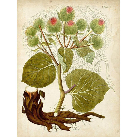 Horticultural Specimen V Gold Ornate Wood Framed Art Print with Double Matting by Unknown
