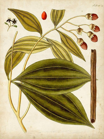 Horticultural Specimen VI Black Ornate Wood Framed Art Print with Double Matting by Unknown