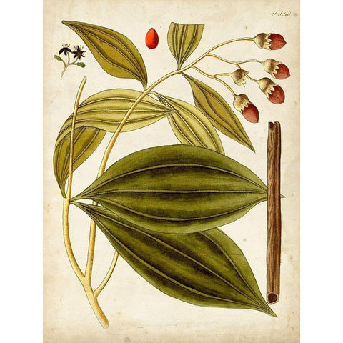 Horticultural Specimen VI Black Modern Wood Framed Art Print by Unknown