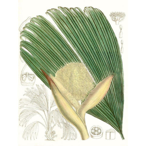 Palm Melange II White Modern Wood Framed Art Print by Curtis