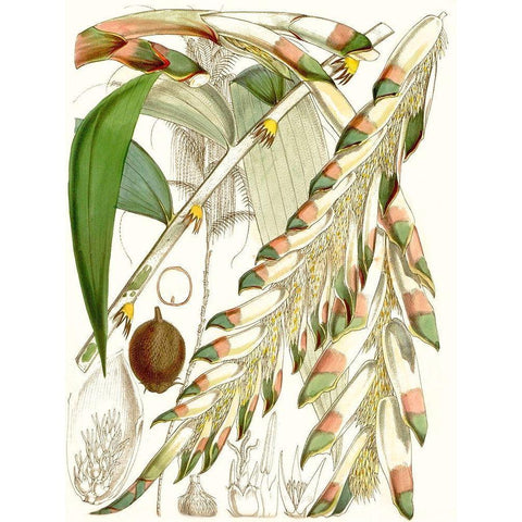 Tropical Variety I White Modern Wood Framed Art Print by Curtis