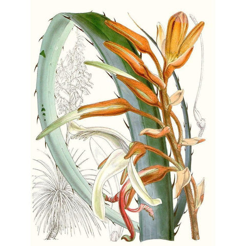 Tropical Variety III White Modern Wood Framed Art Print by Curtis