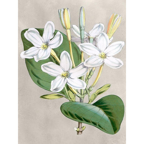 Alabaster Blooms II White Modern Wood Framed Art Print by Curtis