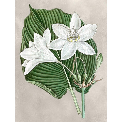 Alabaster Blooms III Black Modern Wood Framed Art Print with Double Matting by Curtis