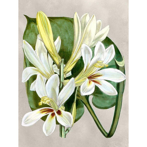 Alabaster Blooms IV Gold Ornate Wood Framed Art Print with Double Matting by Curtis