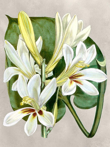 Alabaster Blooms IV White Modern Wood Framed Art Print with Double Matting by Curtis