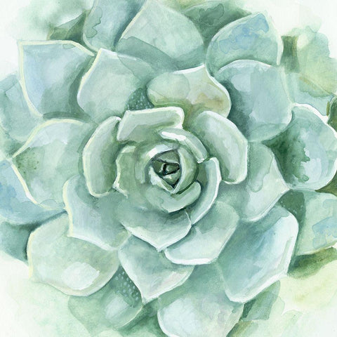 Verdant Succulent I White Modern Wood Framed Art Print with Double Matting by Borges, Victoria