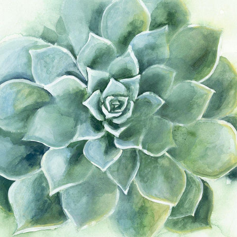 Verdant Succulent II Black Modern Wood Framed Art Print with Double Matting by Borges, Victoria