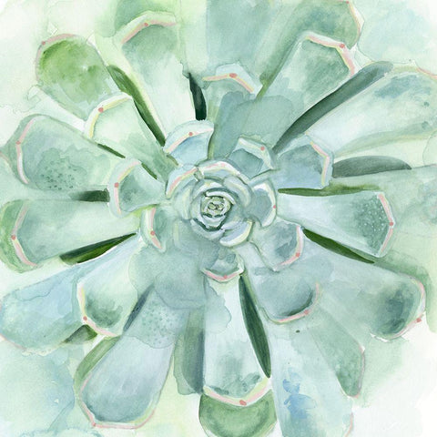 Verdant Succulent IV White Modern Wood Framed Art Print by Borges, Victoria