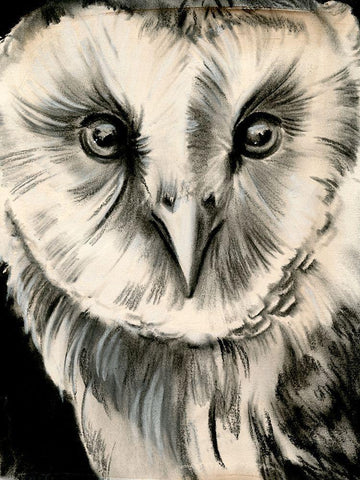 Charcoal Owl II White Modern Wood Framed Art Print with Double Matting by Parker, Jennifer Paxton