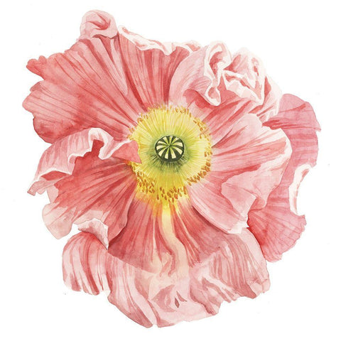 Market Poppy I White Modern Wood Framed Art Print with Double Matting by Popp, Grace