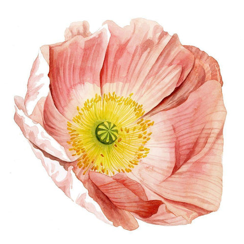 Market Poppy II Black Modern Wood Framed Art Print with Double Matting by Popp, Grace