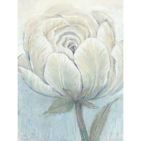 English Rose I White Modern Wood Framed Art Print by OToole, Tim