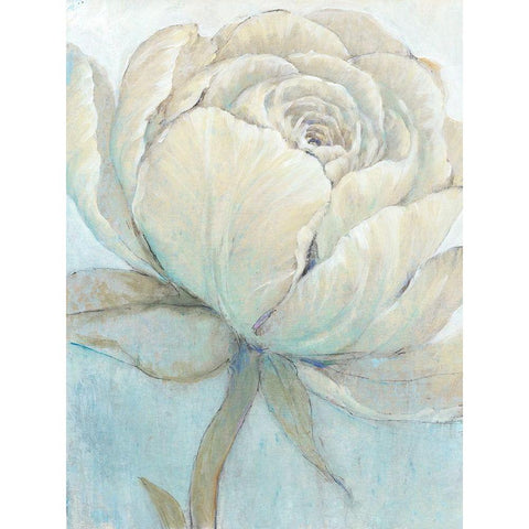 English Rose II White Modern Wood Framed Art Print by OToole, Tim