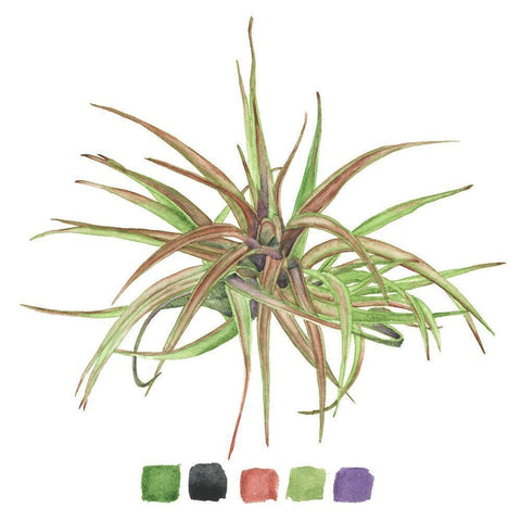 Air Plant Study II Black Modern Wood Framed Art Print with Double Matting by Wang, Melissa
