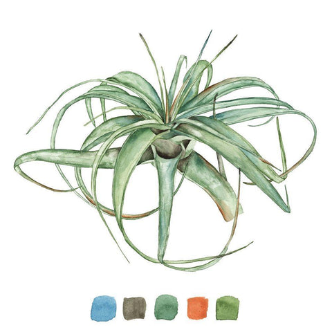 Air Plant Study III White Modern Wood Framed Art Print with Double Matting by Wang, Melissa