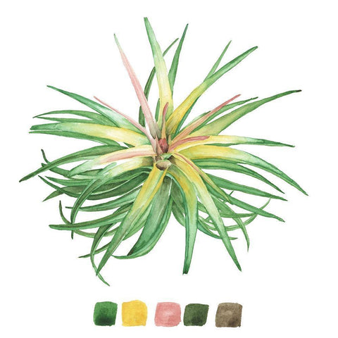 Air Plant Study IV Gold Ornate Wood Framed Art Print with Double Matting by Wang, Melissa