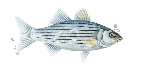 Chromatic Catch III White Modern Wood Framed Art Print with Double Matting by Popp, Grace