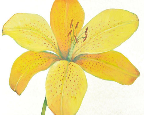 Citron Tiger Lily II White Modern Wood Framed Art Print with Double Matting by OToole, Tim