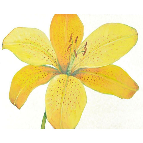 Citron Tiger Lily II Black Modern Wood Framed Art Print with Double Matting by OToole, Tim