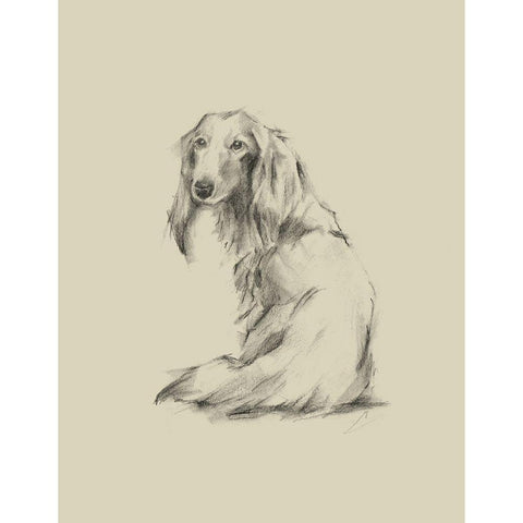 Puppy Dog Eyes II White Modern Wood Framed Art Print by Harper, Ethan