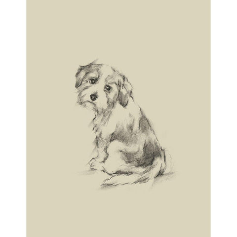 Puppy Dog Eyes III Black Modern Wood Framed Art Print with Double Matting by Harper, Ethan