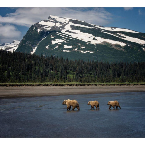 Bear Life V White Modern Wood Framed Art Print by PHBurchett